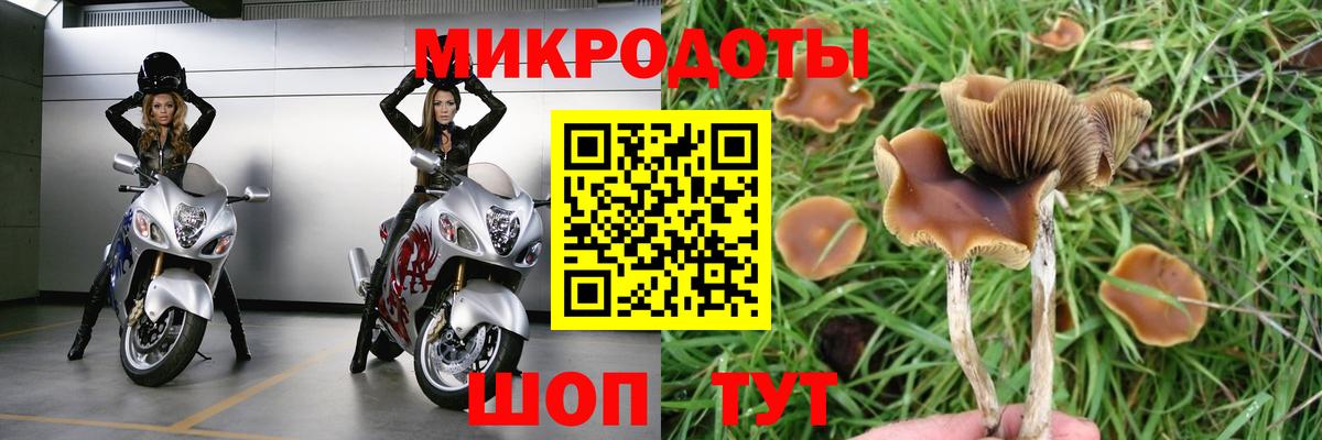 Галлюциногенные грибы Psilocybe Кулебаки
